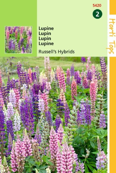 Lupine Russell Hybrids (Lupinus) 90 Samen HT